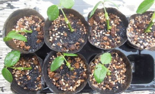 同一色系的壮观效果