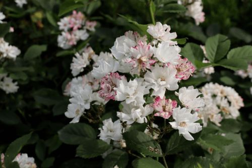 门前不宜种植蔷薇的原因探秘