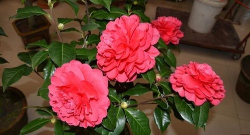 茶花有蕾不开的情况分析