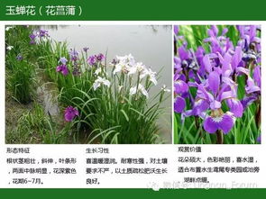 眼子菜科， 茎细细的，叶子长长的