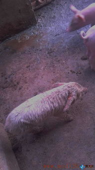 猪全身发白是什么原因引起的疾病，该如何诊断和治疗？