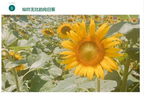 向日葵偏爱阳光，紫罗兰偏爱阴凉