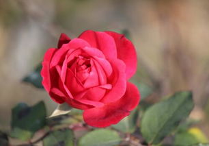 为什么有人说阳台不适合养茶花？