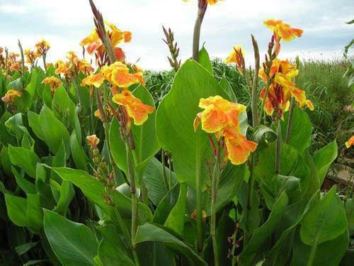 冷天气也会让叶子黄