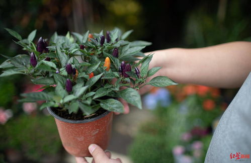 辣椒盆栽造型，创意无限