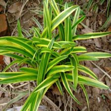 麦冬草叶子发黄，是土壤问题还是病虫害？