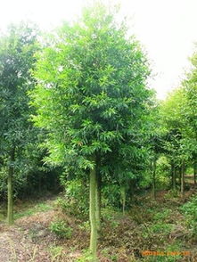 杜英树苗的“气候”喜好