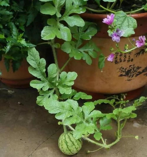 阳台盆栽西瓜，如何种植与养护