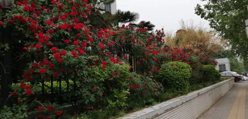 月季花开，郑州变花城