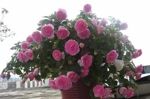 花草与环境的和谐