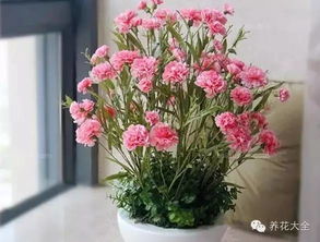 原因二：施肥不当