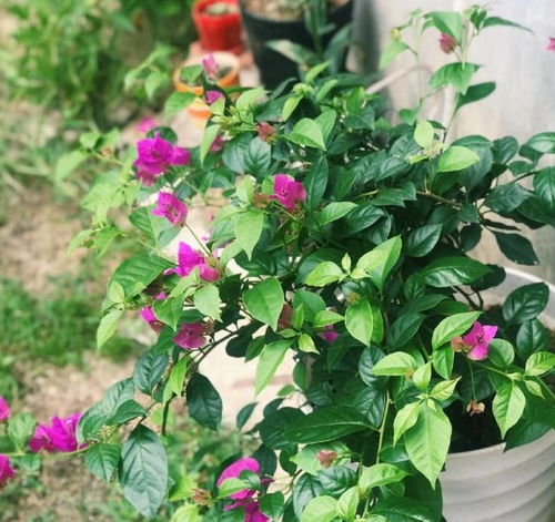 夏天播种， 这些花要注意高温育苗技巧