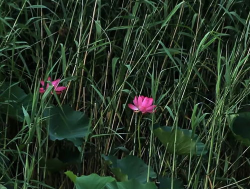 水生植物与基本农田保护