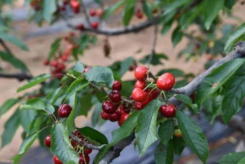 适时浇水，关键在掌握