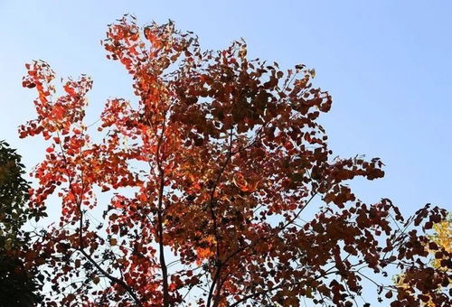 岩白菜，山间幽香