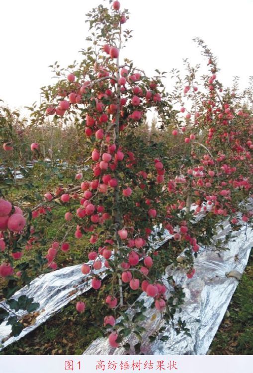 修剪盆栽苹果树， 冬季是蕞佳时机