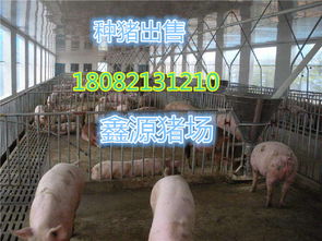 猪场图解：动物福利