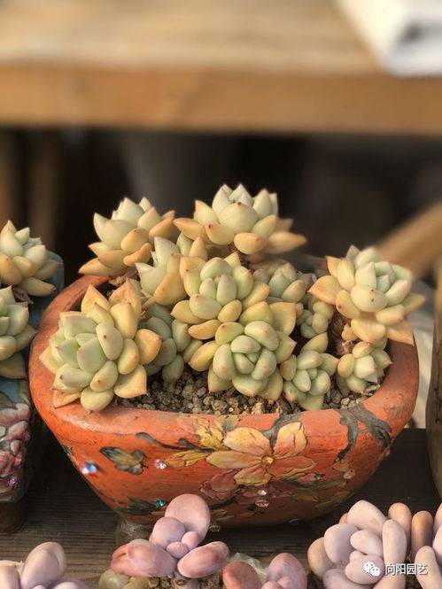 碧桃多肉适合用大花盆种植吗？大花盆对B