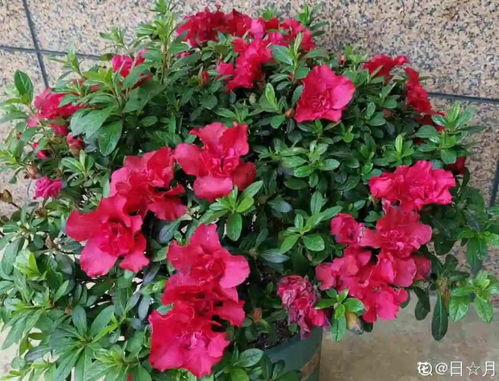 朱顶红的冬日之谜