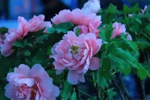 洛阳牡丹花品种有哪些？这些花中哪一种最为名贵
