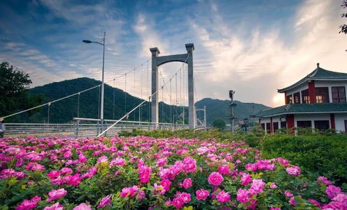 南阳世界月季大观园：花海中的仙境