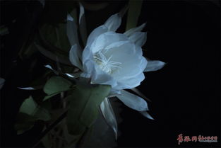 紫竹梅夜间绽放，为何如此神秘