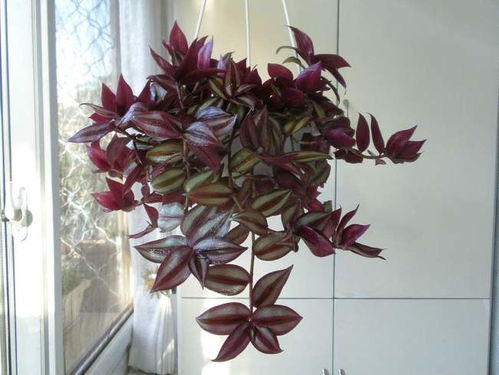 吊竹梅怎么种植才能枝繁叶茂？
