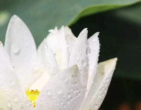 荷花的开放时间