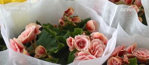 玉泉营花卉市场，花卉品种丰富