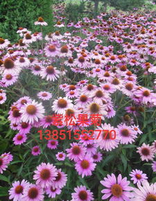 松果菊种植最佳时间是什么幼苗期如何进行养护与管理