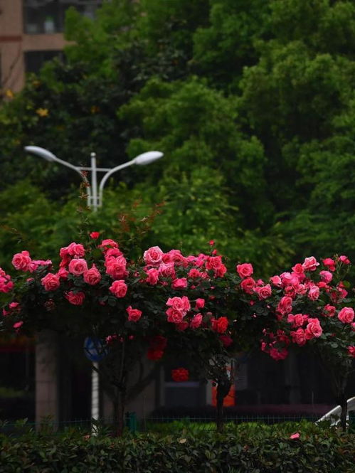 树状月季适应性强， 病虫害少