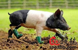 黄芪拌料提升猪只健康，3%