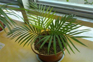 水分管理：绿植的“喝水”学问