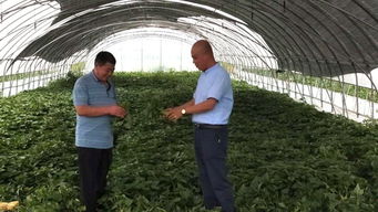 点面结合， 配套发展