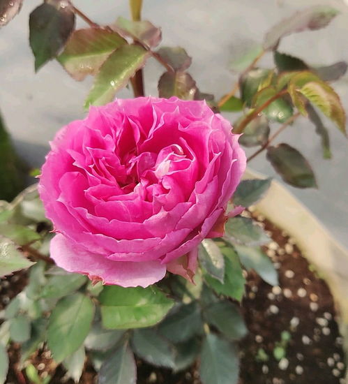 土壤与气候条件