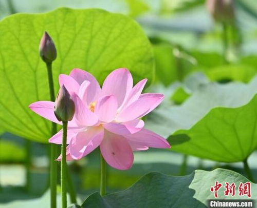 荷花在清晨绽放，它是如何悄悄破蕾的呢