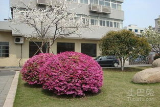 红花继木的详细规格信息