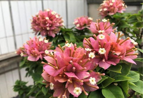 三角梅开完花，如何巧妙修剪成双生花