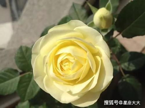 奶油绿洲月季的花期之谜
