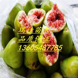 无花果树耐寒性差，冬季需采取保护措施
