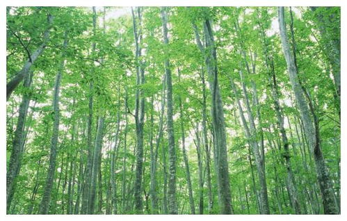 松树的叶子，不一样的生命奇迹