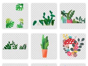 热带花卉的多样世界