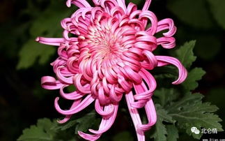 菊花，我国传统名花