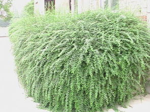 校园里的绿色梦想：那些既平安又易活的植物