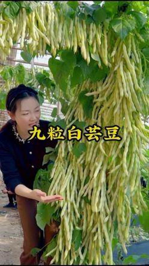 蔬菜种植的注意事项