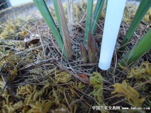 花苞形状，透露着秘密