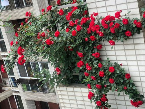 春天种植，好养好堪