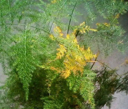 光照是关键，避免强光直射