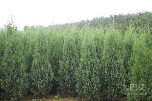 空气质量的提升者