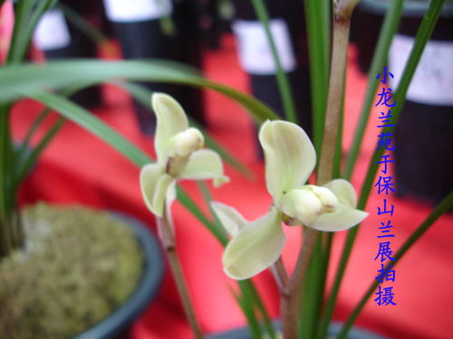 兰草图片大全大图，哪儿能找到超多高清兰花图
